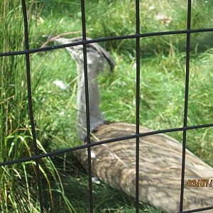 kori bustard