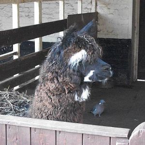 Sewerby Zoo, Madge the newly arrived Alpaca, 19th February 2012