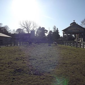 Shetland Pony exhibit at Flamingoland 19/02/12