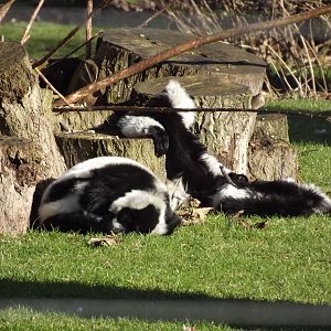 Black and White Ruffed Lemurs at Flamingoland 19/02/12