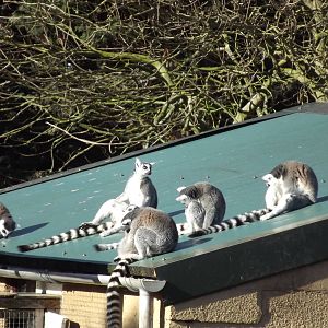 Ring tailed Lemurs at Flamingoland 19/02/12