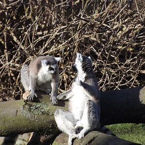 Ring tailed Lemurs at Flamingoland 19/02/12