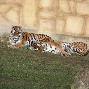 Amur Tigers at Flamingoland 19/02/12