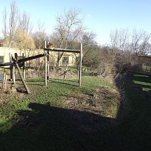 Sumatran Tiger exhibit at Flamingoland 19/02/12