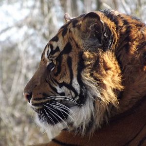 Sumatran Tiger at Flamingoland 19/02/12