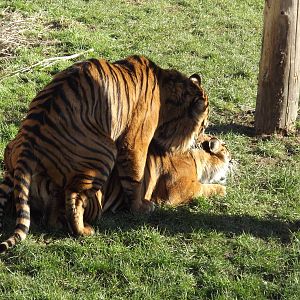 Sumatran Tigers mating at Flamingoland 19/02/12