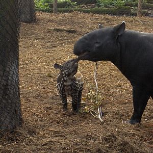 Malayan Tapir