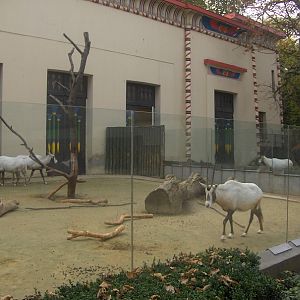 Arabian Oryx Enclosure
