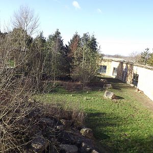 Amur Tiger exhibit at Flamingoland 19/02/12