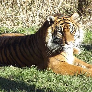 Sumatran Tiger at Flamingoland 19/02/12