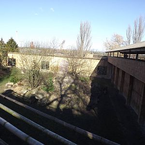 Amur Tiger exhibit at Flamingoland 19/02/12