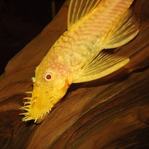 Ancistrus at Flamingoland 19/02/12