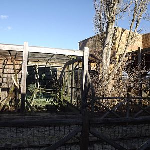 Mangabey exhibit at Flamingoland 19/02/12