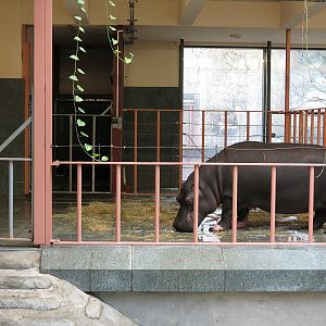 Hippopotamus Indoor Enclosure