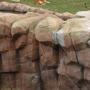 African Loin and Meerkat Enclosure