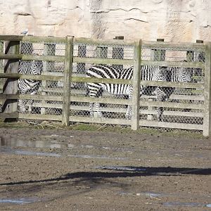 Grant's Zebras at Flamingoland 19/02/12