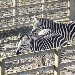 Grants Zebras at Flamingoland 19/02/12