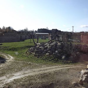 Lion exhibit at Flamingoland 19/02/12