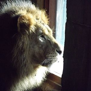 African Lion at Flamingoland 19/02/12