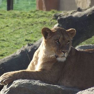 African Lion at Flamingoland 19/02/12