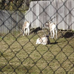 Addax at Flamingoland 19/02/12