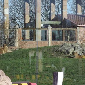 African Lions at Flamingoland 19/02/12