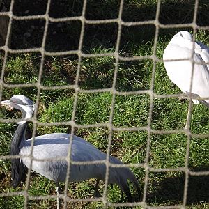 Demoiselle Cranes at Flamingoland 19/02/12