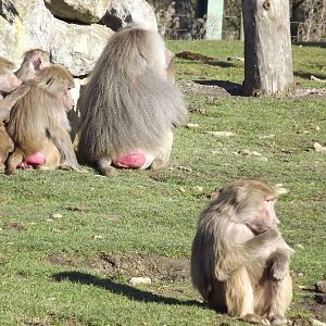 Hamadryas Baboons at Flamingoland 19/02/12