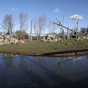 Hamadryas Baboon island at Flamingoland 19/02/12