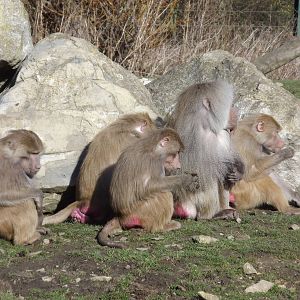 Hamadryas Baboons at Flamingoland 19/02/12