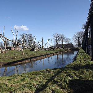 Hamadryas Baboon island at Flamingoland 19/02/12