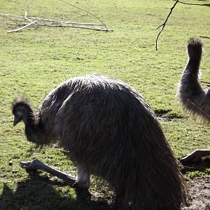 Emus at Flamingoland 19/02/12