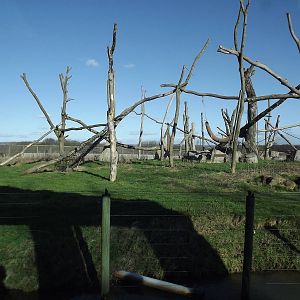 Chimpanzee island at Flamingoland 19/02/12