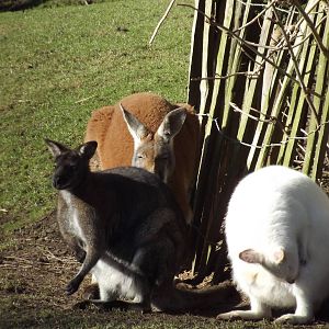 Marsupials at Flamingoland at Flamingoland 19/02/12