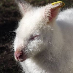 Albino Red necked Wallaby at Flamingoland 19/02/12