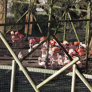 Flamingoes at Flamingoland 19/02/12