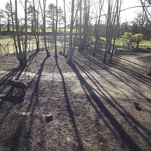 South American exhibit at Flamingoland 19/02/12