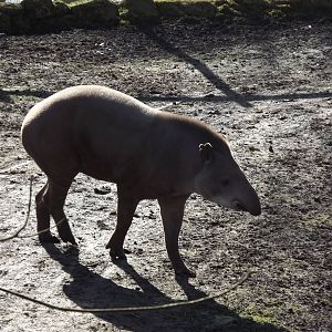 Brazilian tapir at Flamingoland 19/02/12