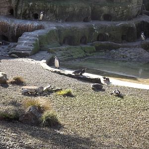Penguin exhibit at Flamingoland 19/02/12