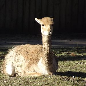 Vicuna at Flamingoland 19/02/12