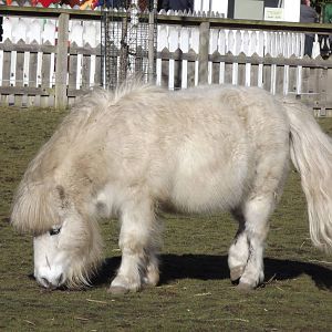 Shetland Pony at Flamingoland 19/02/12