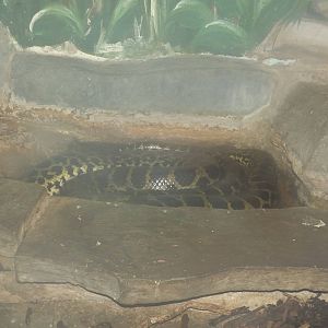 Yellow Anaconda at Flamingoland 19/02/12