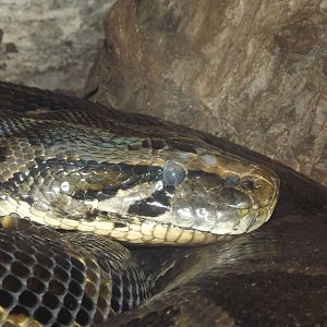 Burmese Python at Flamingoland 19/02/12