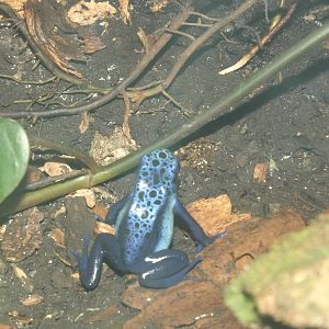 Blue Poison Dart Frog at Flamingoland 19/02/12