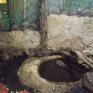 Red Footed Tortoise exhibit at Flamingoland 19/02/12