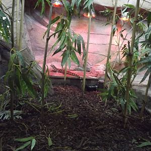 Water Monitor Exhibit at Flamingoland 19/02/12