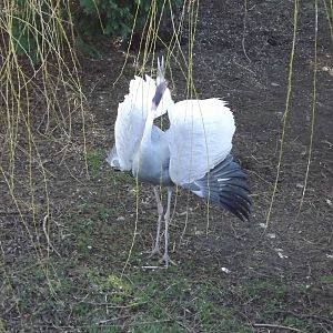 Sarus Crane [Displaying] at Flamingoland 19/02/12
