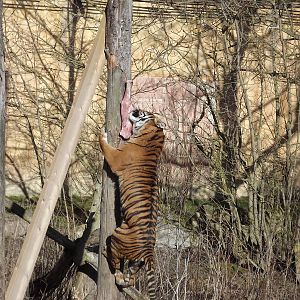 Sumatran Tiger at Flamingoland 19/02/12
