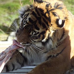 Sumatran Tiger at Flamingoland 19/02/12