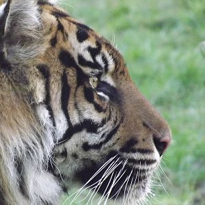 Sumatran Tiger at Flamingoland 19/02/12